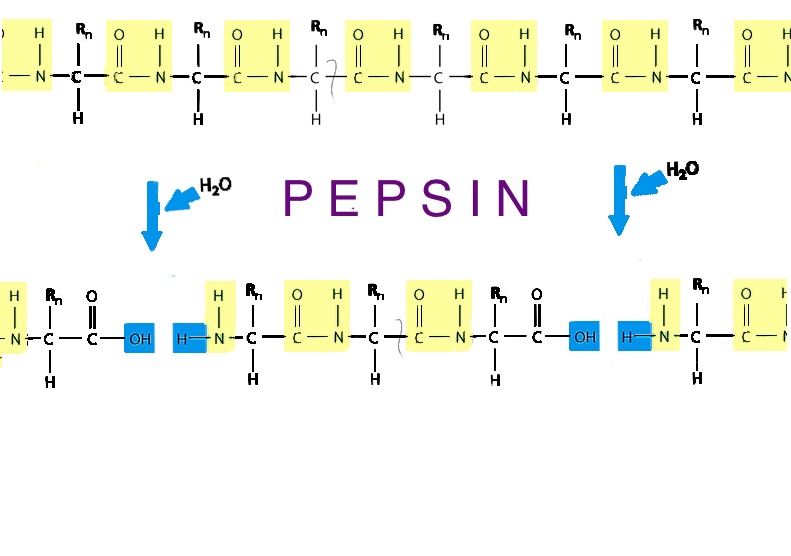 peptidspalting 2