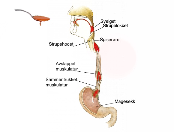 peristalsis 2