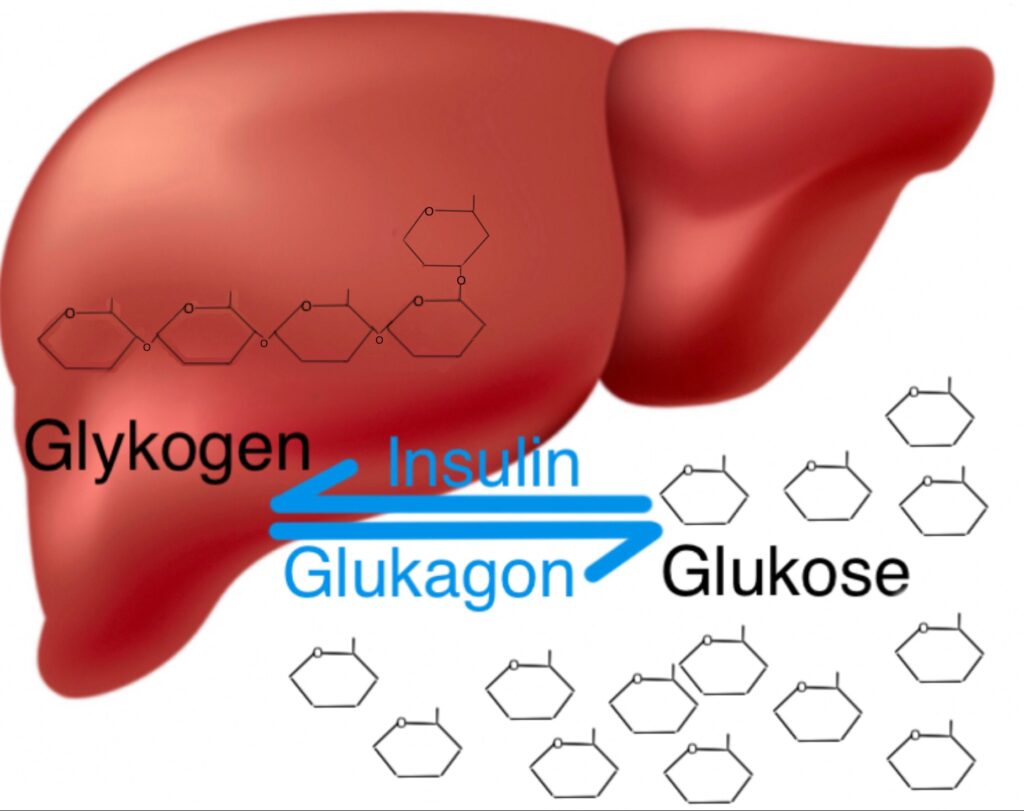 GlykogenGlukose2